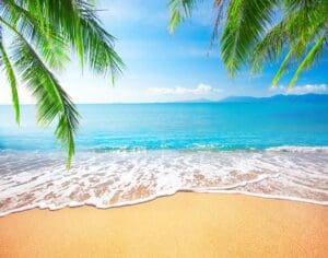 Palm,And,Tropical,Beach