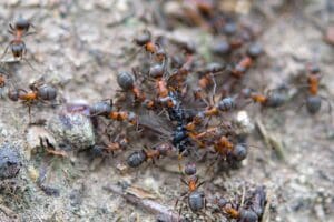 ants tearing prey