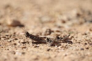 grasshoppers on sand neutral colours 2024 12 02 19 06 12 utc