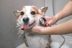 The Doggie Barber 12