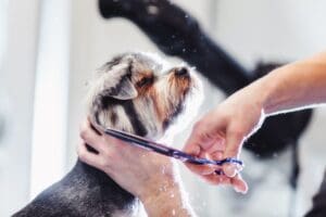 The Doggie Barber 9
